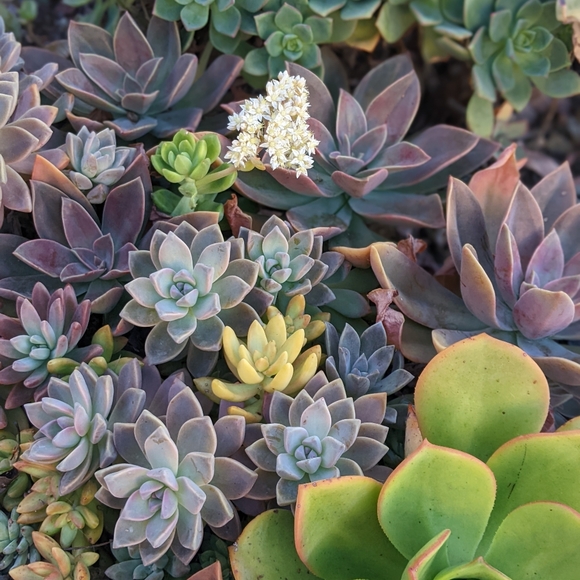 40 Succulent Plant Cuttings Various Types - Picture 13 of 15